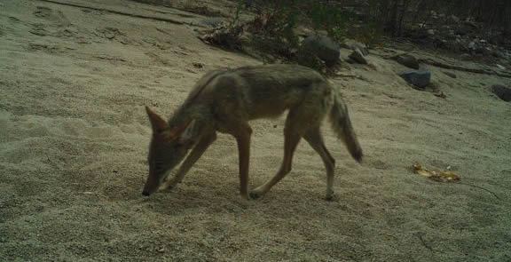 coyote sniffing